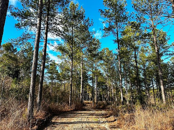 road through Pine plantation
