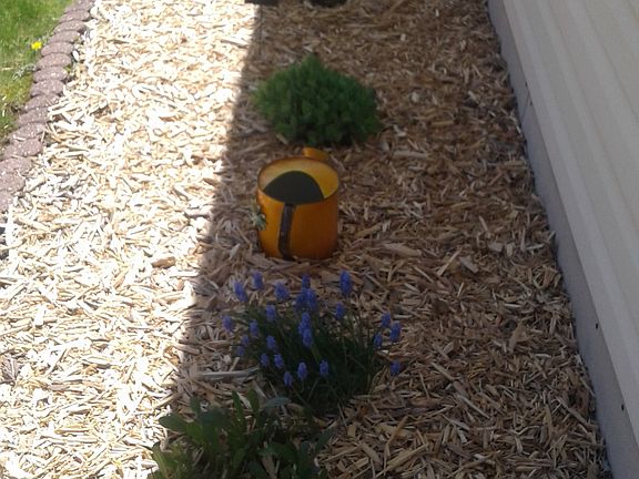 Our flowers planted outside