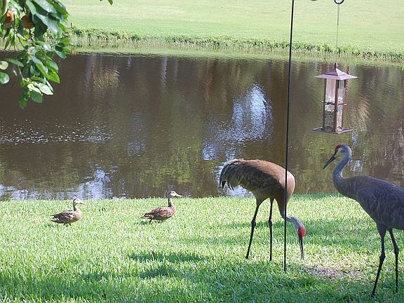 Backyard view with the "pets"