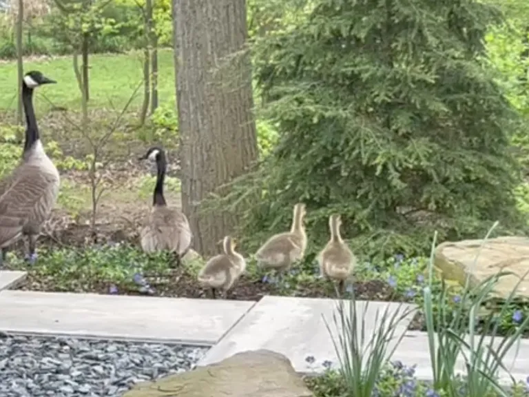 Canada goose, gander, and goslings visit patio