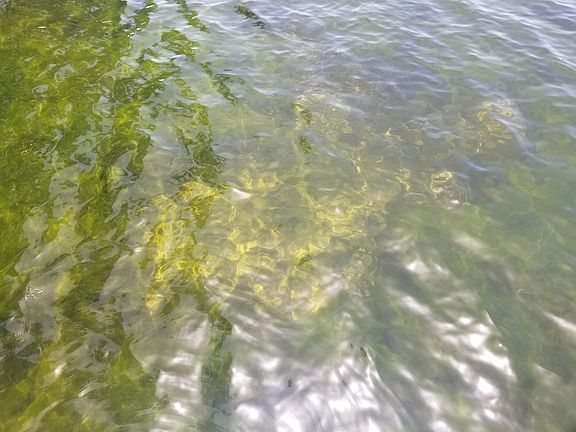 You can see 6 feet down.