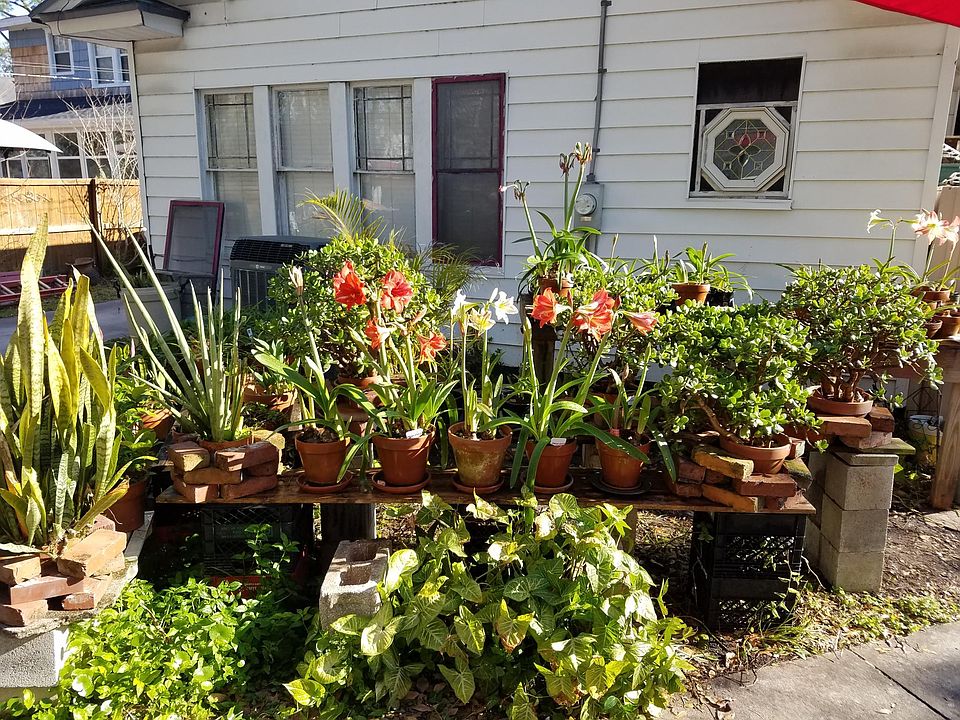 Example of plants always in back yard, in front of the apartment.