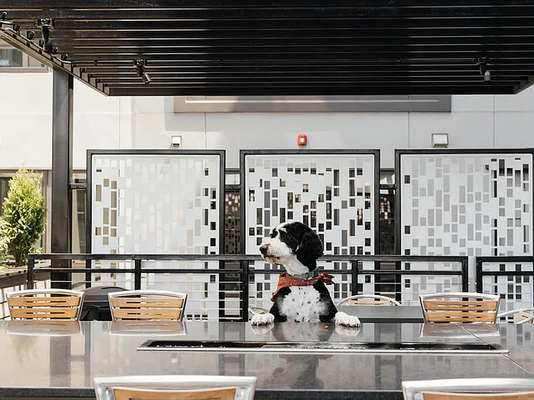 Pet Friendly on the Dillard Patio