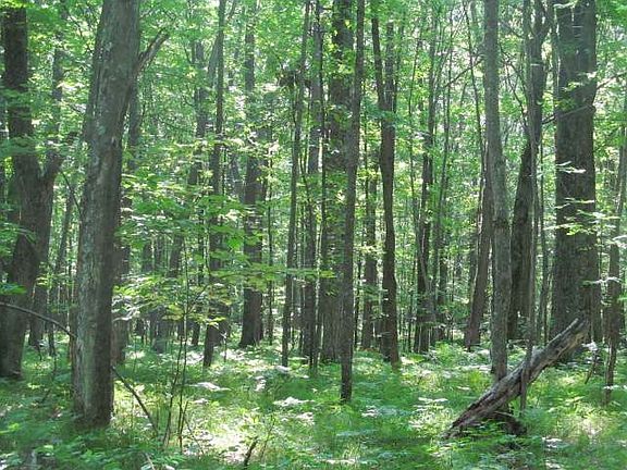 5th image of ON BLUEBIRD RD #484 ACRES