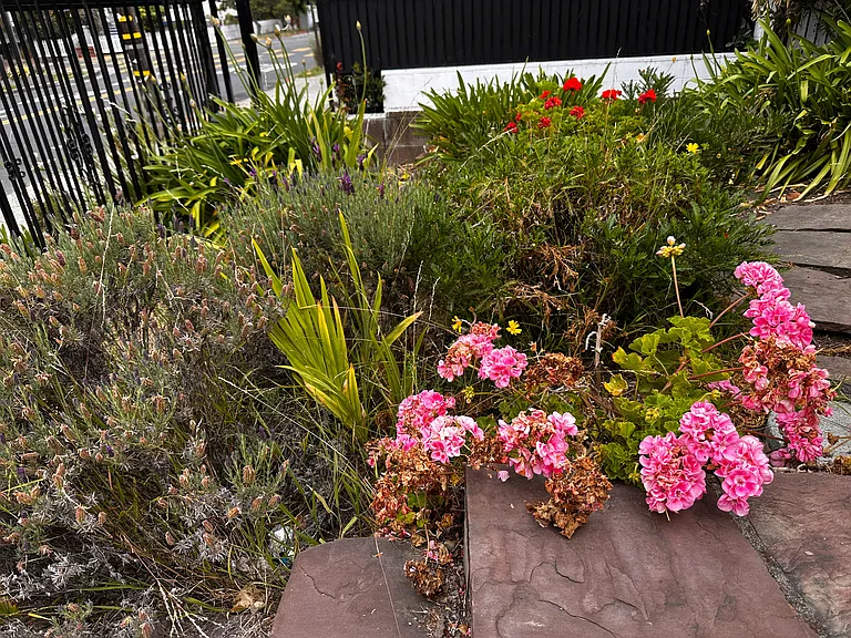 Front Yard