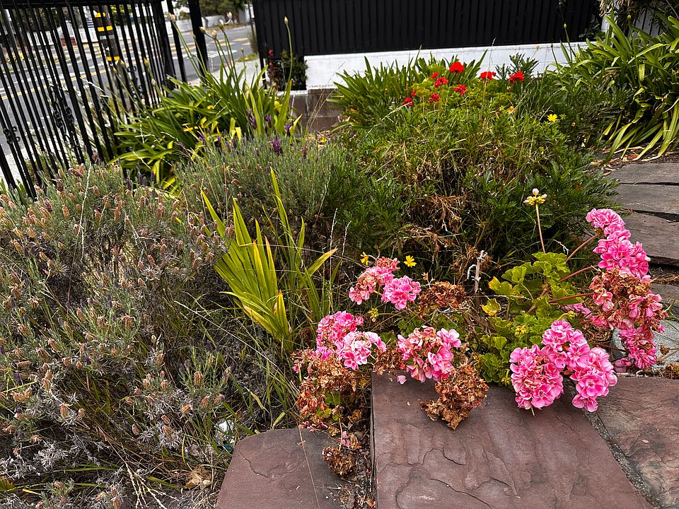 Front Yard