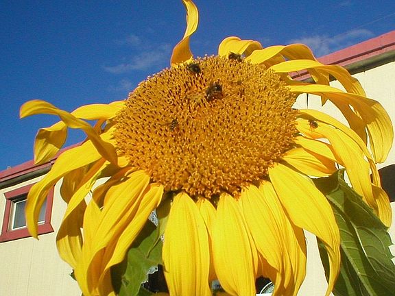 mamath sun flower