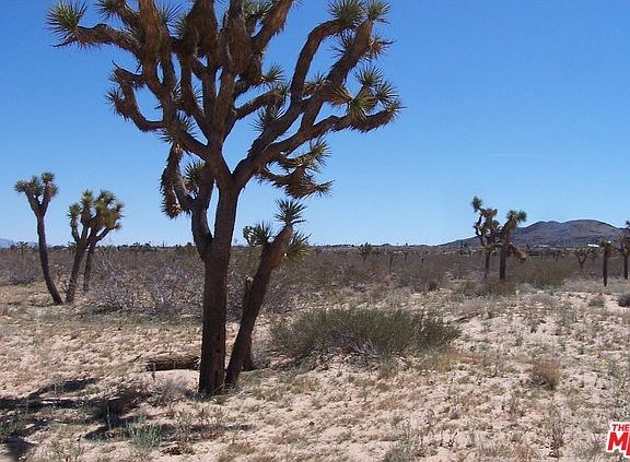 Mature Joshua Trees