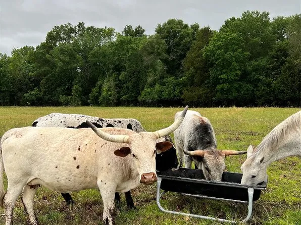 4407 Vz County Road 4407, Ben Wheeler, TX 75754