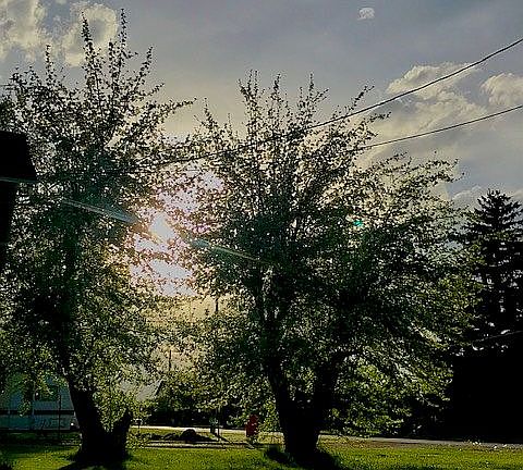 Mature apple and pear trees