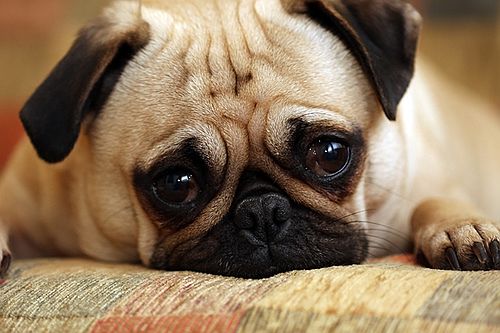 Don't leave your dog astray!