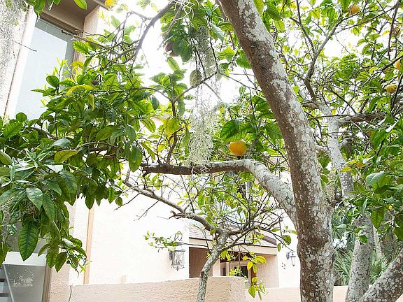 Mature grapefruit tree