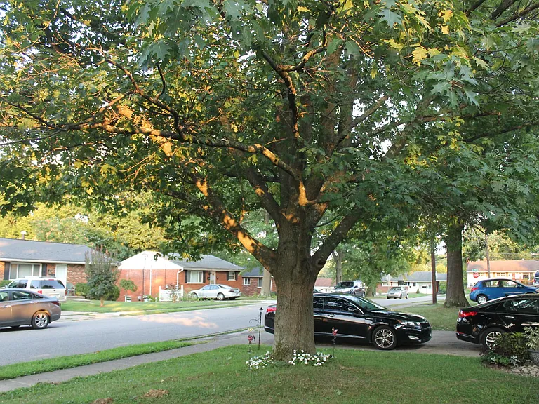 View of the front yard & street