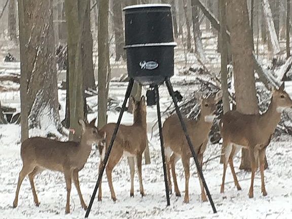 All Seasons Wildlife