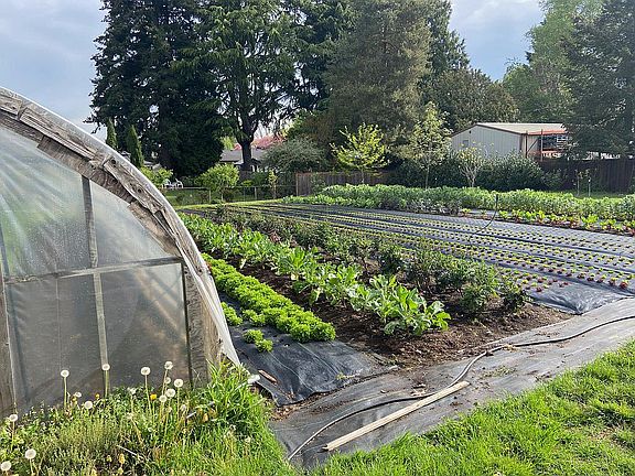 Urban farm in the backyard