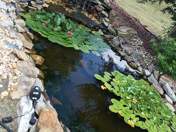 Lilly pond 