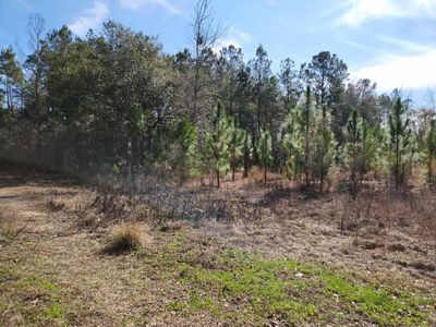 NW Azalea St Lot 13, Bristol, FL, 32321