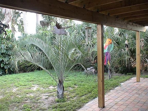 Exotic Palms throughout yard