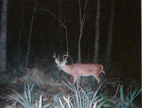 2nd image of 19805 Live Oak Rd
