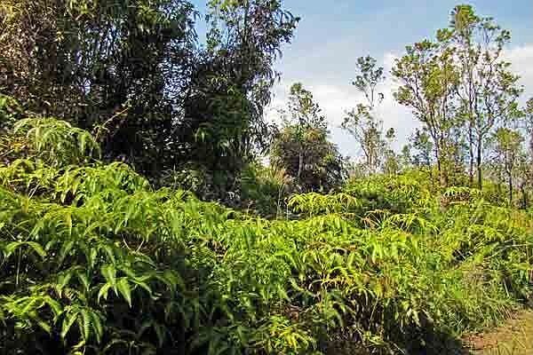 Looking into Lot 45 from right of middle.