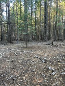 Shenandoah Dr, Shingletown, CA, 96088