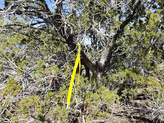 5th image of 733 E Coconino Trl