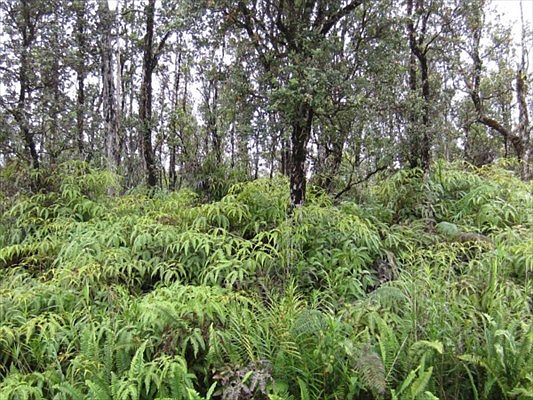 4th image of Kaupili St Lot 56