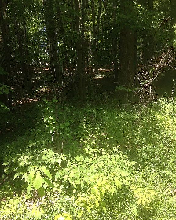 2nd image of 10831 Ambler Ln