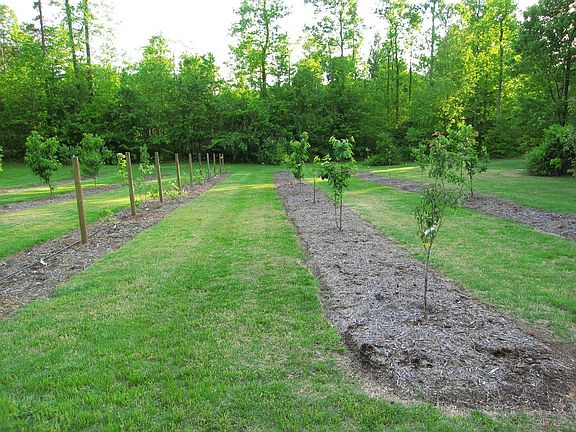 Orchard