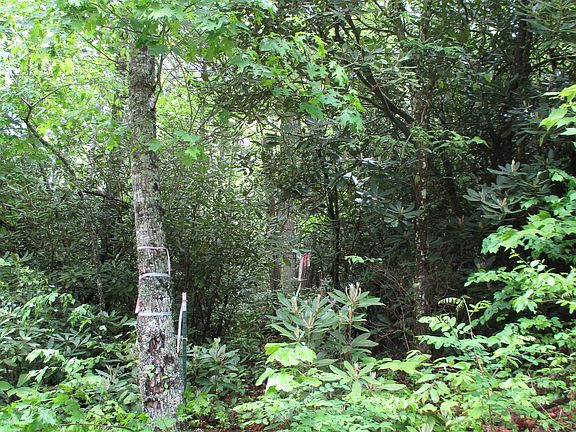 Beautiful mountain laurels 