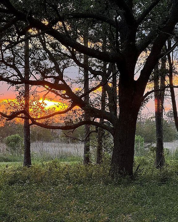 1st image of LOT Live Oak Dr