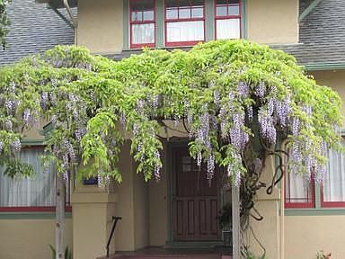 Wisteria in bloom