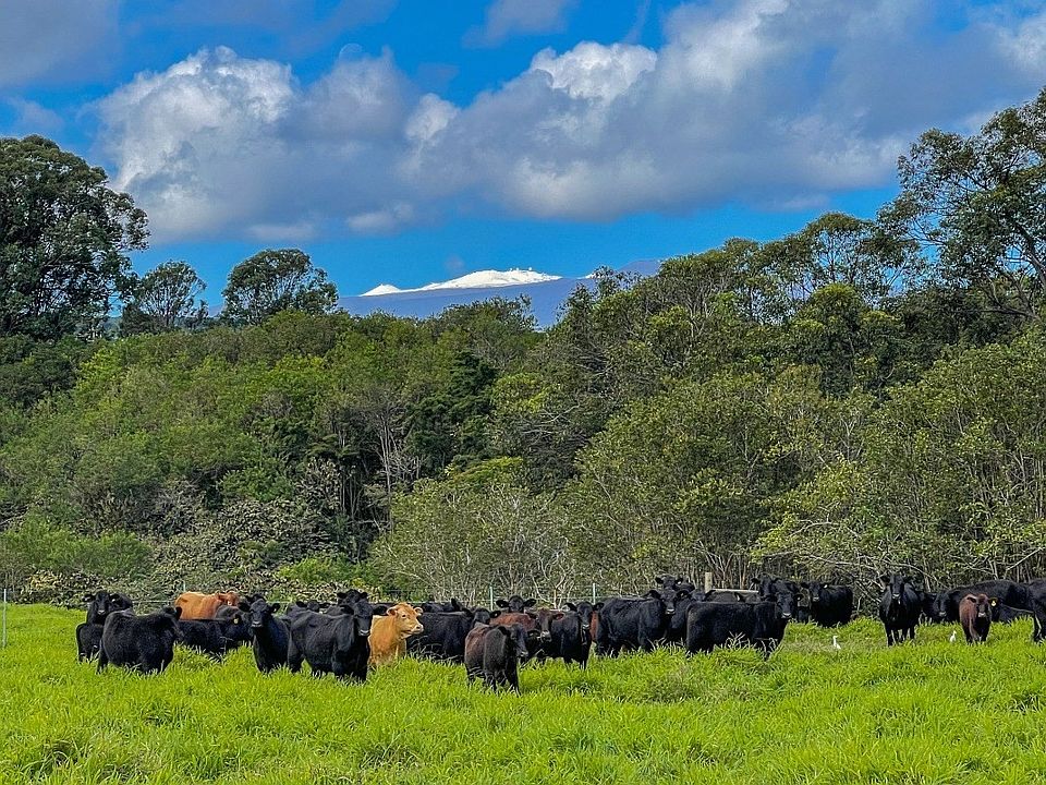 2nd image of South Hilo