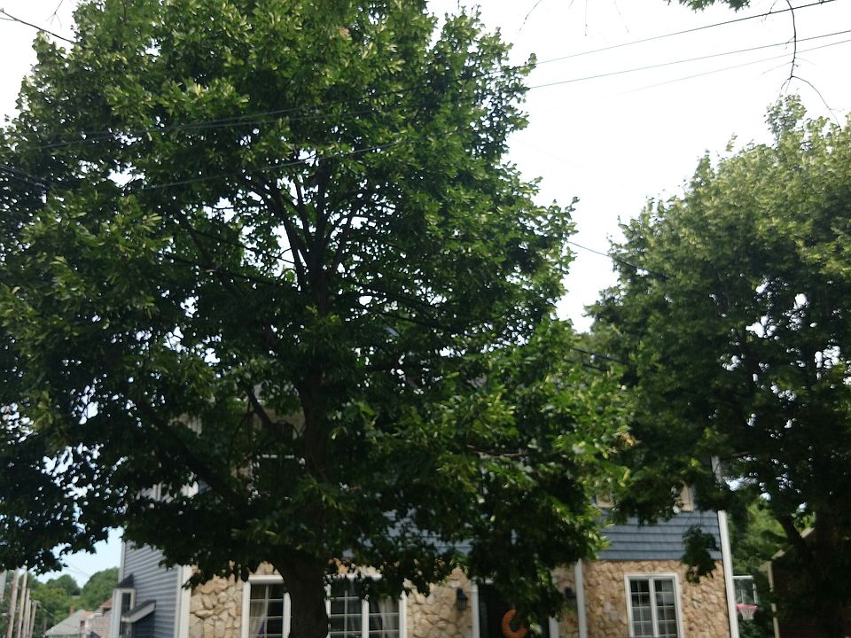 2nd image of 192 Milton St
