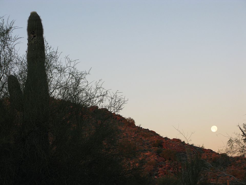 Early AM view from backyard