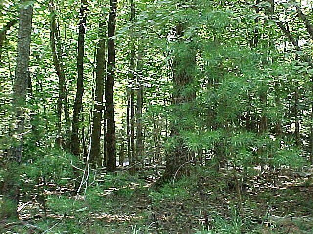 1st image of 324 Big Rock Ln