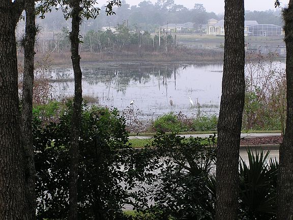 Kitchen view of the glade