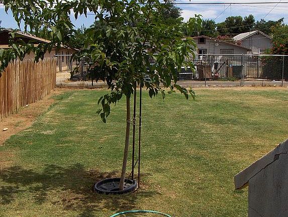 Fruitless Mulberry in Bakyard