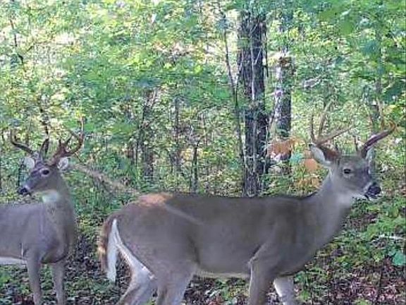 4th image of 25847 Pendleton Forest Rd