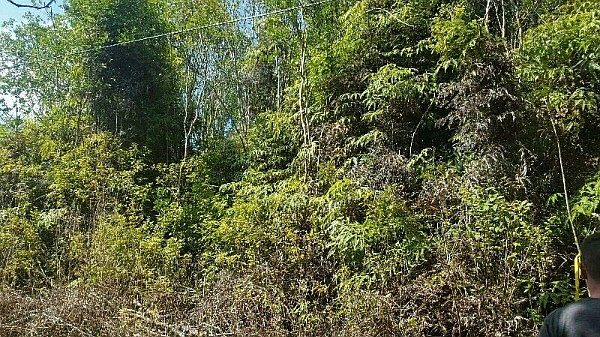 2nd image of Thorne St Lot 8