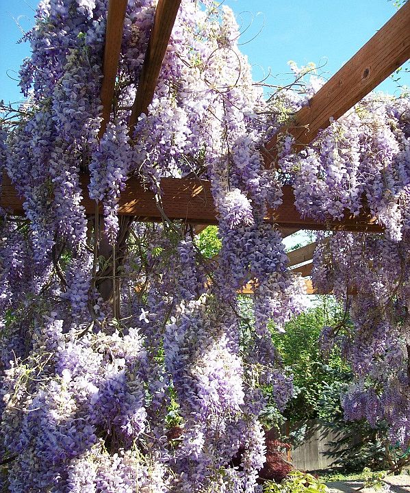 Wisteria in Full Bloom