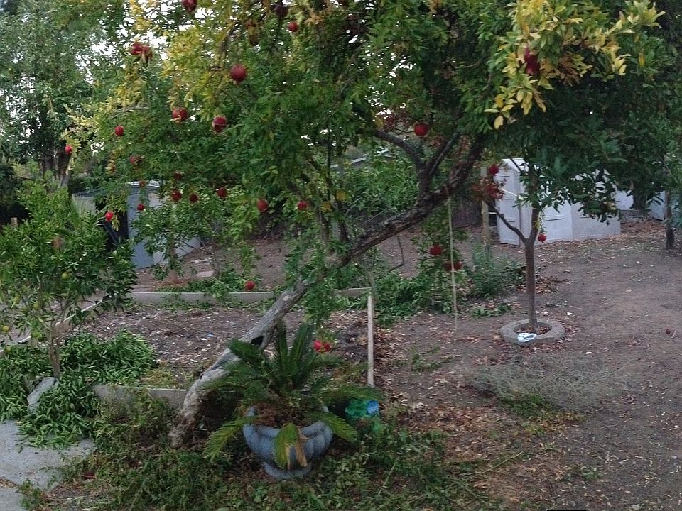 Panoramic of Backyard, before yardwork