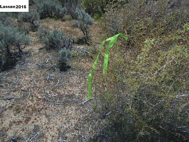 1st image of Apn 141 050 77 Danner Ln