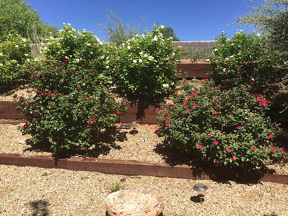 Back Yard Roses
