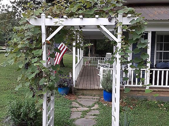 Grapes on the arbor. 