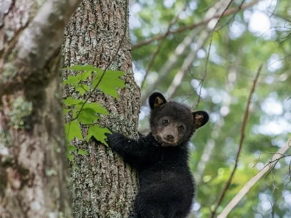 873 Rainier Rd, Mc Gaheysville, VA 22840