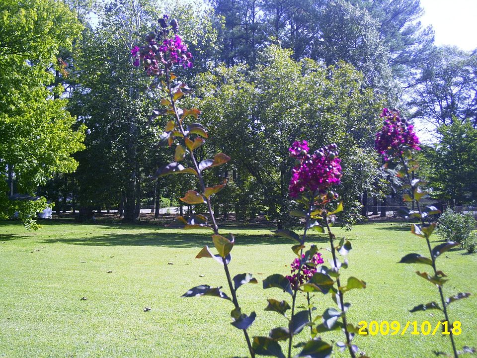 yard view 