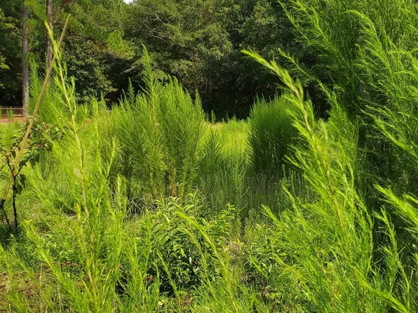 Ardis Rd, Pinewood, SC 29125