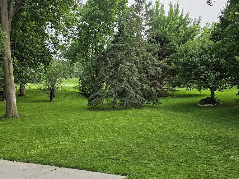 Mature Trees in backyard