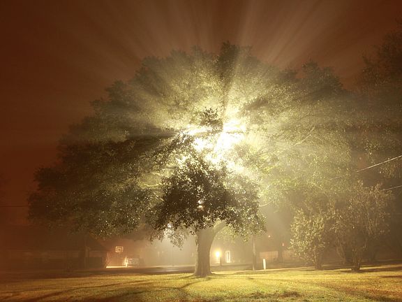 Front yard live oak tree